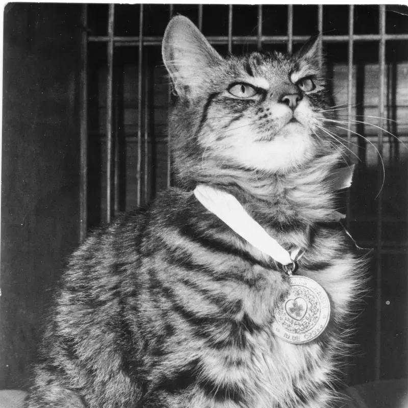 6. First Cat to Receive the Blue Cross Medal