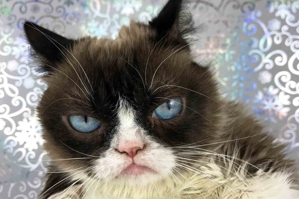The Most Likes for a Cat on Facebook