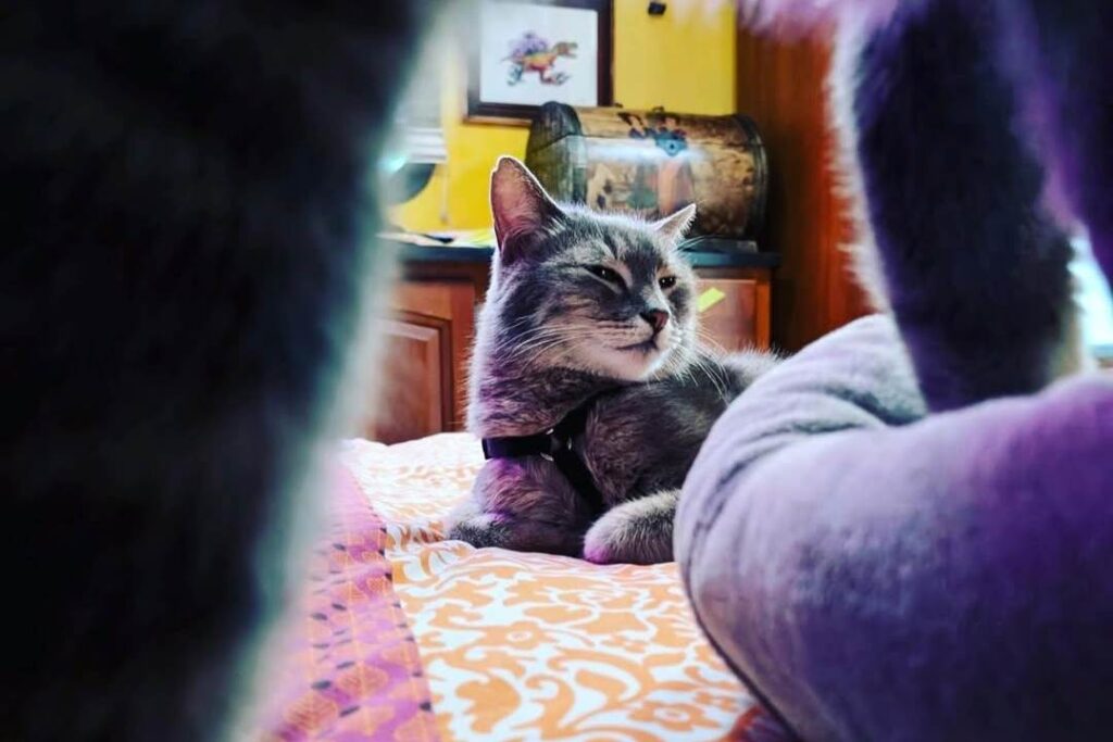 Longest Jump by a Cat