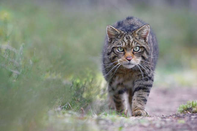 European Wildcat