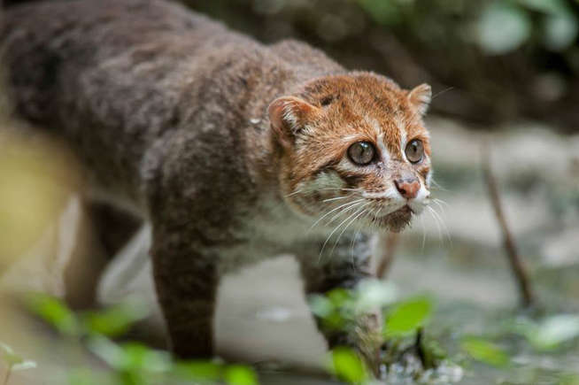 Flat-headed Cat